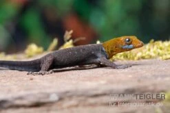 Blauer Rotkopfgecko, Gonatodes Albogularis -Bestes Reptilien Geschäft Blauer Rotkopfgecko Gonatodes albogularis 3