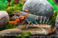 Blauer Rotscheren-Tigerkrebs, Cherax Alyciae "Blue Kong Red Claw" -Bestes Reptilien Geschäft Blauer Rotscheren Tigerkrebs Cherax alyciae Blue Kong Red Claw 3