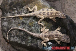 Blaukehl-Agame, Trapelus Savignii 5 Blaukehl-Agame, Trapelus Savignii -Bestes Reptilien Geschäft Blaukehl Agame Trapelus savignii 3