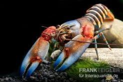 "Blue Claw" Tigerkrebs, Cherax Peknyi Var. "Blue Claw" -Bestes Reptilien Geschäft Blue Claw Tigerkrebs Cherax peknyi var Blue Claw neu