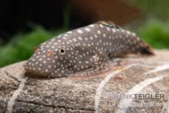 Borneo-Prachtflossensauger, Pseudogastromyzon Myersi, 3er Gruppe 5 Borneo-Prachtflossensauger, Pseudogastromyzon Myersi, 3er Gruppe -Bestes Reptilien Geschäft Borneo Prachtflossensauger Pseudogastromyzon myersi