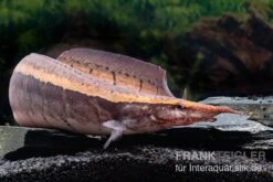Borneo-Stachelaal, Macrognathus Cf. Tapirus -Bestes Reptilien Geschäft Borneo Stacheaal Macrognathus cf tapirus 14