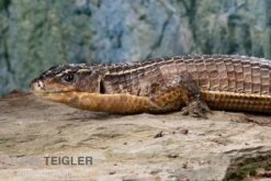 Braune Schildechse, Gerrhosaurus Major -Bestes Reptilien Geschäft Braune Schildechse Gerrhosaurus major 1