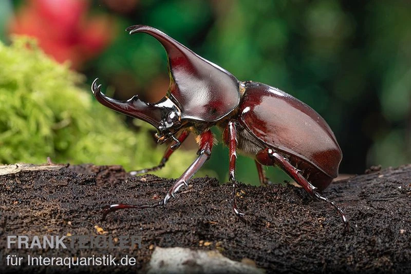 Brauner Nashornkäfer, Xylotrupes Gideon 1 Brauner Nashornkäfer, Xylotrupes Gideon