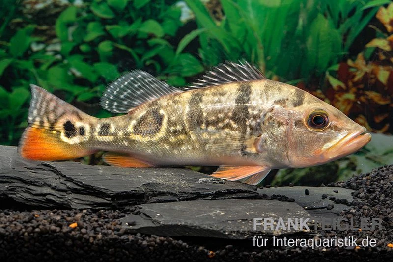 Brokopondo Peacock Bass, Cichla Cf. Ocellaris ‘brokopondo’ 2 Brokopondo Peacock Bass, Cichla Cf. Ocellaris ‘brokopondo’ – Bild 2