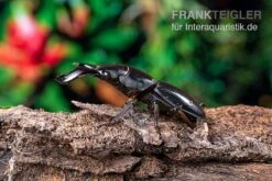 Bucephalus-Hirschkäfer, Dorcus Bucephalus -Bestes Reptilien Geschäft Bucephalus Hirschkaefer Dorcus bucephalus 4