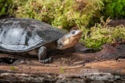 Buckelschildkröte, Phrynops Gibbus -Bestes Reptilien Geschäft Buckelschildkroete Phrynops gibbus 3