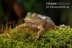 Budgett`s-Frosch, Lepidobatrachus Laevis -Bestes Reptilien Geschäft Budgetts Frosch Lepidobatrachus laevis 3