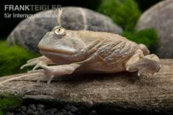 Budgett`s-Frosch, Lepidobatrachus Laevis -Bestes Reptilien Geschäft Budgetts Frosch Lepidobatrachus laevis 4