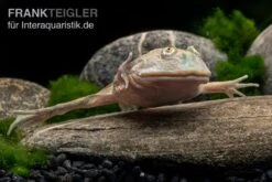 Budgett`s-Frosch, Lepidobatrachus Laevis -Bestes Reptilien Geschäft Budgetts Frosch Lepidobatrachus laevis 5