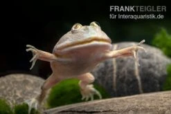 Budgett`s-Frosch, Lepidobatrachus Laevis -Bestes Reptilien Geschäft Budgetts Frosch Lepidobatrachus laevis 6