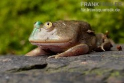 Budgett`s-Frosch, Lepidobatrachus Laevis -Bestes Reptilien Geschäft Budgetts Frosch Lepidobatrachus laevis 7