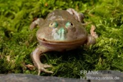 Budgett`s-Frosch, Lepidobatrachus Laevis -Bestes Reptilien Geschäft Budgetts Frosch Lepidobatrachus laevis 8