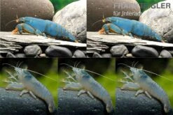 Bundle: Fächergarnelen-Set "Monster-Familie", 2 X Monsterfächergarnele XL + 3 X Monsterfächergarnele M