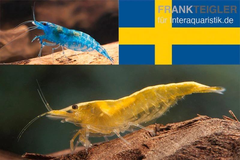 Bundle: Zwerggarnelen-Set "Schweden", 10 X Blue Dream + 10 X Yellow Fire Garnelen 1 Bundle: Zwerggarnelen-Set "Schweden", 10 X Blue Dream + 10 X Yellow Fire Garnelen
