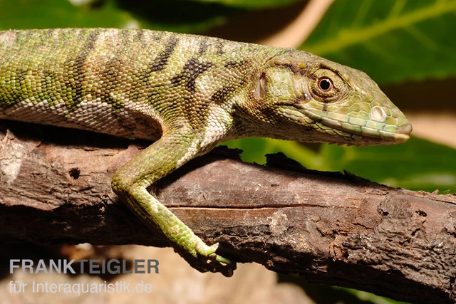 Buntleguan, Polychrus Marmoratus 1 Buntleguan, Polychrus Marmoratus