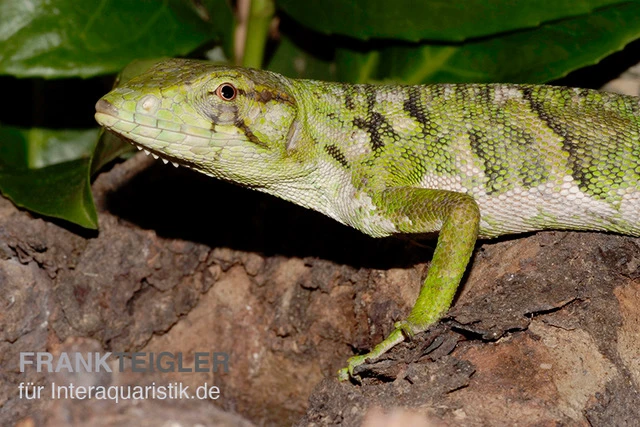 Buntleguan, Polychrus Marmoratus 2 Buntleguan, Polychrus Marmoratus – Bild 2