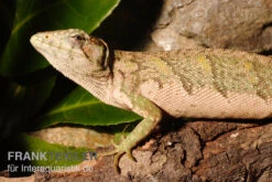 Buntleguan, Polychrus Marmoratus 5 Buntleguan, Polychrus Marmoratus -Bestes Reptilien Geschäft Buntleguan Polychrus marmoratus 3