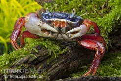 Harlekinkrabbe, Cardisoma Armatum 5 Harlekinkrabbe, Cardisoma Armatum -Bestes Reptilien Geschäft Cardisoma armatum 4