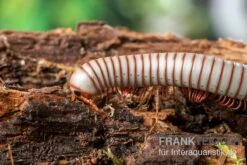 Caudulanus-Tausendfüßer, Spirobolus Caudulanus -Bestes Reptilien Geschäft Caudulanus Tausendfuesser Spirobolus caudulanus 3