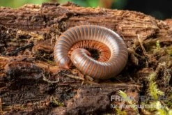 Caudulanus-Tausendfüßer, Spirobolus Caudulanus -Bestes Reptilien Geschäft Caudulanus Tausendfuesser Spirobolus caudulanus 5