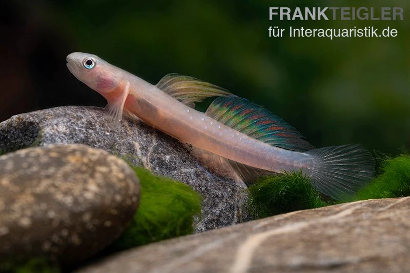 Cebu-Grundel, Sicyopus Cebuensis, 1 Paar 2 Cebu-Grundel, Sicyopus Cebuensis, 1 Paar – Bild 2