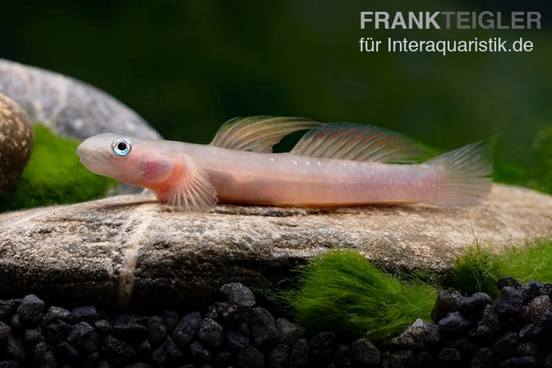 Cebu-Grundel, Sicyopus Cebuensis, 1 Paar 3 Cebu-Grundel, Sicyopus Cebuensis, 1 Paar – Bild 3