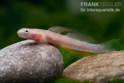 Cebu-Grundel, Sicyopus Cebuensis, 1 Paar 10 Cebu-Grundel, Sicyopus Cebuensis, 1 Paar -Bestes Reptilien Geschäft Cebu Grundel Sicyopus cebuensis 4