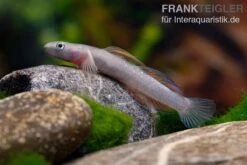 Cebu-Grundel, Sicyopus Cebuensis, 1 Paar 11 Cebu-Grundel, Sicyopus Cebuensis, 1 Paar -Bestes Reptilien Geschäft Cebu Grundel Sicyopus cebuensis 5