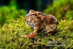 Butterfly Ornated-Pacman-Frog, Ceratophrys Ornata Butterfly Ornated -Bestes Reptilien Geschäft Ceratophrys cranwelli Butterfly Ornated 12