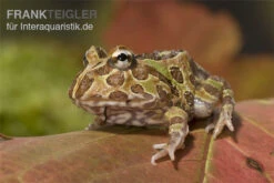 Bestseller -Bestes Reptilien Geschäft Ceratophrys ornata schmuckhornfrosch