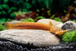 Cerinum-Wels, Amblyceps Cerinum -Bestes Reptilien Geschäft Cerinum Wels Amblyceps cerinum 3