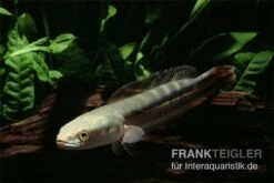 Goldlinienschlangenkopffisch, Channa Micropeltes 5 Goldlinienschlangenkopffisch, Channa Micropeltes -Bestes Reptilien Geschäft Channa micropeltes Goldlinienschlangenkopf 3