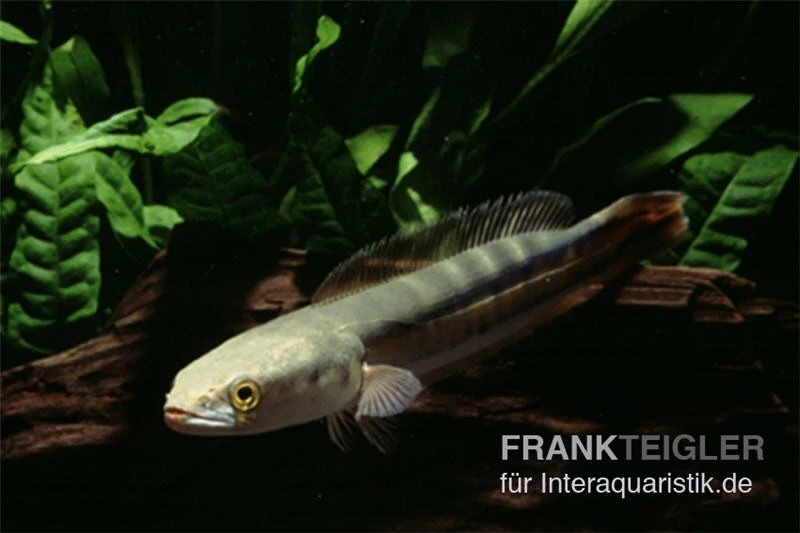 Goldlinienschlangenkopffisch, Channa Micropeltes 3 Goldlinienschlangenkopffisch, Channa Micropeltes – Bild 3