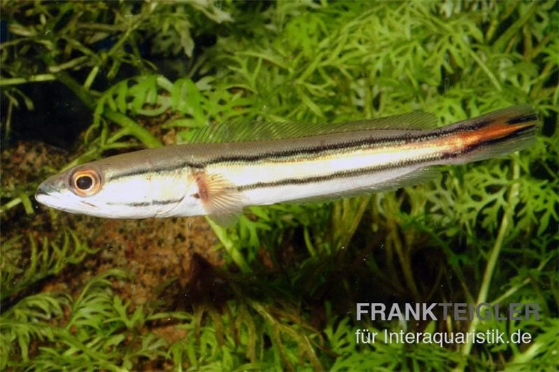 Goldlinienschlangenkopffisch, Channa Micropeltes 2 Goldlinienschlangenkopffisch, Channa Micropeltes – Bild 2