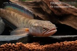 True Blue Schlangenkopf, Channa Sp. „True Blue Snakehead“ -Bestes Reptilien Geschäft Channa spec 2 True Blue 1