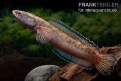 True Blue Schlangenkopf, Channa Sp. „True Blue Snakehead“ -Bestes Reptilien Geschäft Channa spec 2 True Blue 15