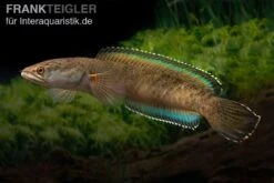 True Blue Schlangenkopf, Channa Sp. „True Blue Snakehead“ -Bestes Reptilien Geschäft Channa spec 2 True Blue 17