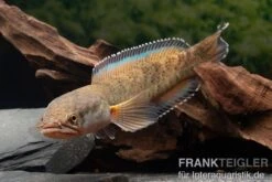 True Blue Schlangenkopf, Channa Sp. „True Blue Snakehead“ -Bestes Reptilien Geschäft Channa spec 2 True Blue 24