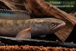 True Blue Schlangenkopf, Channa Sp. „True Blue Snakehead“ -Bestes Reptilien Geschäft Channa spec 2 True Blue 8
