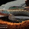 True Blue Schlangenkopf, Channa Sp. „True Blue Snakehead“