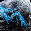 Blauer Yabby, Cherax Destructor "Blue Pearl"