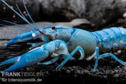Blauer Yabby, Cherax Destructor "Blue Pearl" -Bestes Reptilien Geschäft Cherax destructor Blue Pearl 8