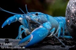Blauer Yabby, Cherax Destructor "Blue Pearl" -Bestes Reptilien Geschäft Cherax destructor Blue Pearl 9