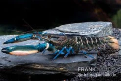 Cherax Sp. 'Blue Moon' Snake Skin -Bestes Reptilien Geschäft Cherax spec BLUE MOON SNAKE SKIN m