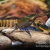 Roter Kambuayakrebs, Cherax Spec. Kambuaya Creek Red Claw