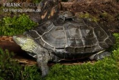 Chinesische Dreikielschildkröte, Mauremys Reevesii -Bestes Reptilien Geschäft Chinesische Dreikielschildkroete Mauremys reevesii2