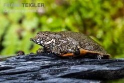 Chinesische Weichschildkröte, Pelodiscus Sinensis -Bestes Reptilien Geschäft Chinesische Weichschildkroete Pelodiscus sinensis 3