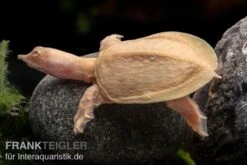 Chinesische Weichschildkröte Albino, Pelodiscus Sinensis