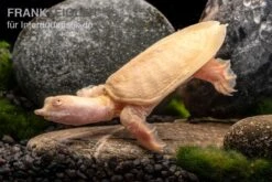 Chinesische Weichschildkröte Albino, Pelodiscus Sinensis -Bestes Reptilien Geschäft Chinesische Weichschildkroete albino Pelodiscus sinensis 3 jpg